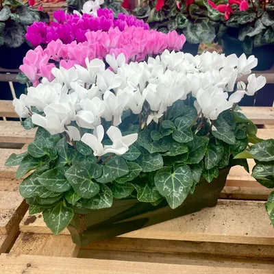 Cyclamens, Jardinière rectangulaire de 25cm