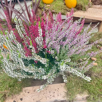 Bruyère Coupe de Grande Bruyère 30cm