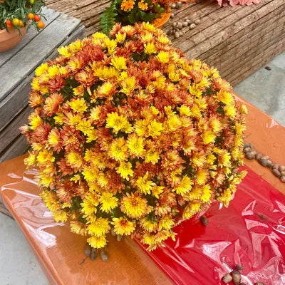 Chrysanthème ORANGE OR Diamètre 45/50cm Pot de 19cm