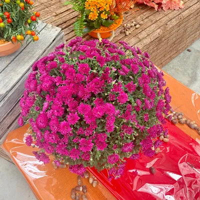 Chrysanthème ROSE Diamètre 45/50cm Pot de 19cm