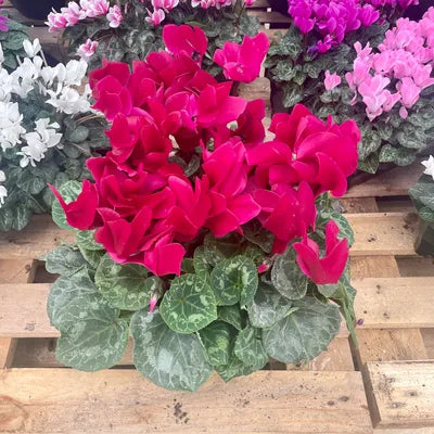 Cyclamens, Coupe de 3 Grands Cyclamens