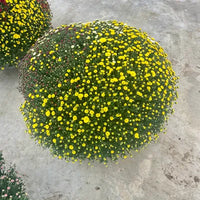 Chrysanthème Multi-fleurs Diamètre 70/80cm Pot de 33cm