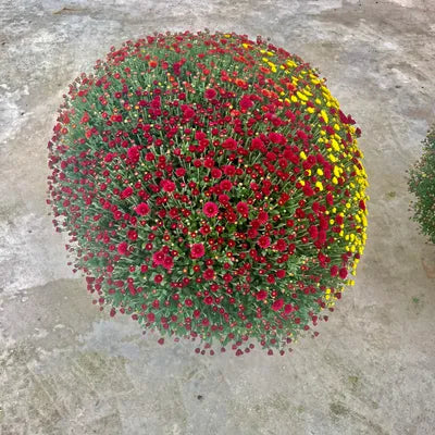 Chrysanthème Multi-fleurs Diamètre 70/80cm Pot de 33cm
