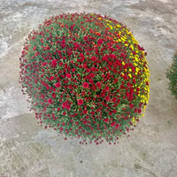 Chrysanthème Multi-fleurs Diamètre 70/80cm Pot de 33cm