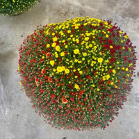 Chrysanthème Multi-fleurs Diamètre 70/80cm Pot de 33cm