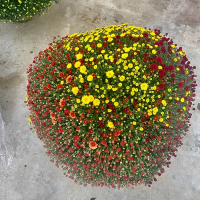 Chrysanthème Multi-fleurs Diamètre 70/80cm Pot de 33cm