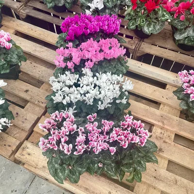 Cyclamens, Jardinière rectangulaire de 25cm