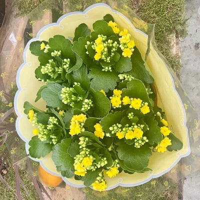 Kalanchoe Coupe de Kalanchoe 30cm - 3 couleurs disponibles