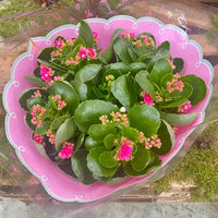 Kalanchoe Coupe de Kalanchoe 30cm - 3 couleurs disponibles