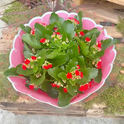 Kalanchoe Coupe de Kalanchoe 30cm - 3 couleurs disponibles