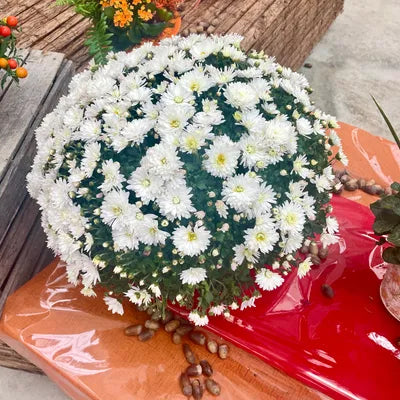 Chrysanthème BLANC Diamètre 45/50cm Pot de 19cm