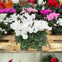 Cyclamens, Coupe de 3 Grands Cyclamens