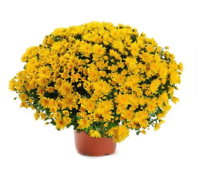Chrysanthème JAUNE Diamètre 45/50cm Pot de 19cm