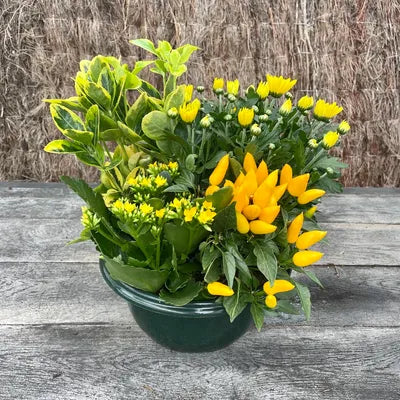 Composition Plantes vertes et fleuries 1