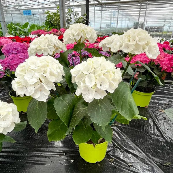 Hortensia Blanche - grande