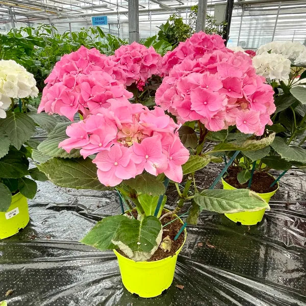 Hortensia Rose - grande
