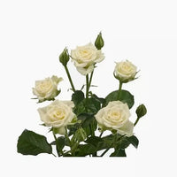 Bout de banc, bouquet de gypsophile et Roses branchues