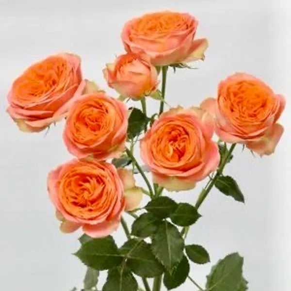 Bout de banc, bouquet de gypsophile et Roses branchues