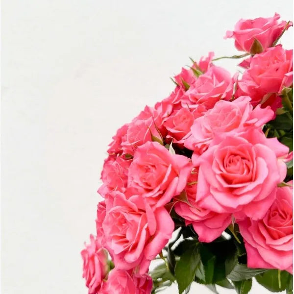 Bout de banc, bouquet de gypsophile et Roses branchues