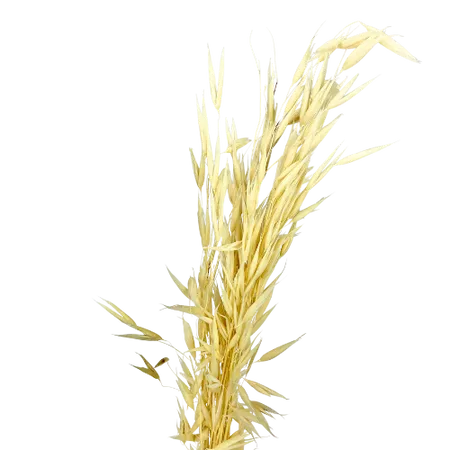 Avoine naturelle x10 tiges, Complément, Box DIY