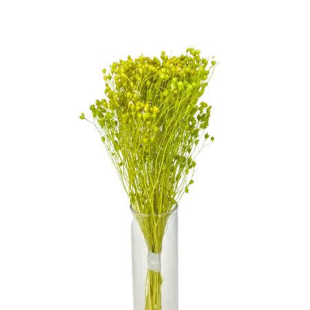 Broom-bloom apple green Mini Bouquet, Complement, Box DIY