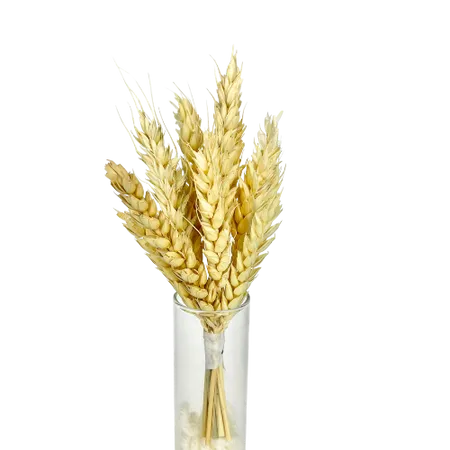 Épis de blé 10 Tiges Mini Bouquet, Complément, Box DIY