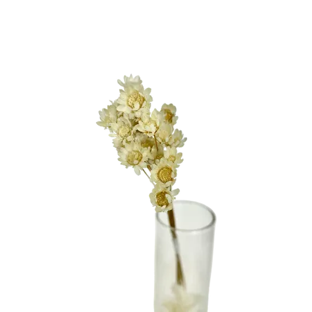 Glixia blanc 15 tiges, Complément, Box DIY