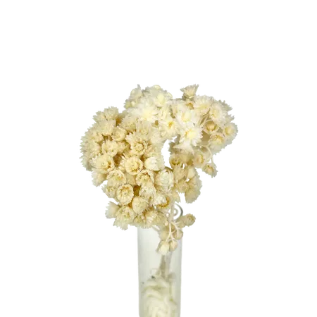 Immortelle du Var naturelle Mini Bouquet, Complément, Box DIY