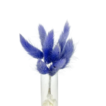 Lagurus milka 10 tiges, Complément, Box DIY