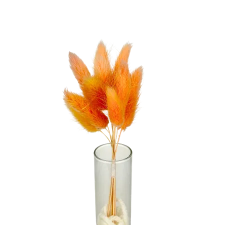 Lagurus orange 10 tiges, Complément, Box DIY