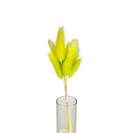 Lagurus vert pastel 10 tiges, Complément, Box DIY