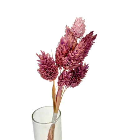 Phalaris milka 10 tiges, Complément, Box DIY