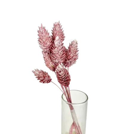 Phalaris rose poudré 10 tiges,  Complément, Box DIY