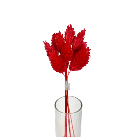 Phalaris rouge 10 tiges, Complément, Box DIY