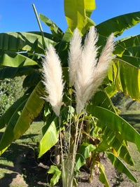 plume de pampas, plume pampa, plumes de pampas, plumes pampas, plumes, plumes blanches, plumes naturel, plume de pampas naturel, plumes de pampas blanche, plumes naturel, plume déco, plume maison