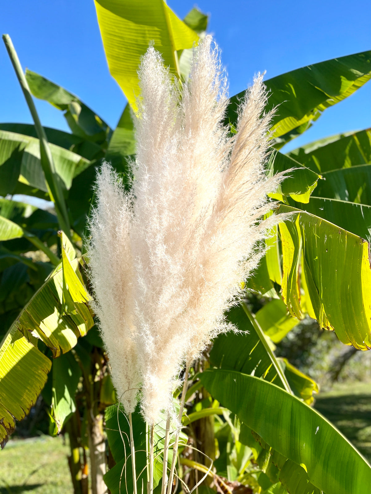 plume de pampas, plume pampa, plumes de pampas, plumes pampas, plumes, plumes blanches, plumes naturel, plume de pampas naturel, plumes de pampas blanche, plumes naturel, plume déco, plume maison