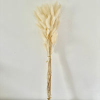 lagurus, lagurus séchée, bouquet de fleur, fleurs séchées lagurus naturel  séchée, botte de fleur séchée, Lagurus, Lagurus blanc, lagurus blanche, accessoires déco, accessoires décorations, home déco, home, deco intérieur, déco intérieur, lapin queue herbes, lapin queue fleurs,  bouquet de fleurs séchées lagurus