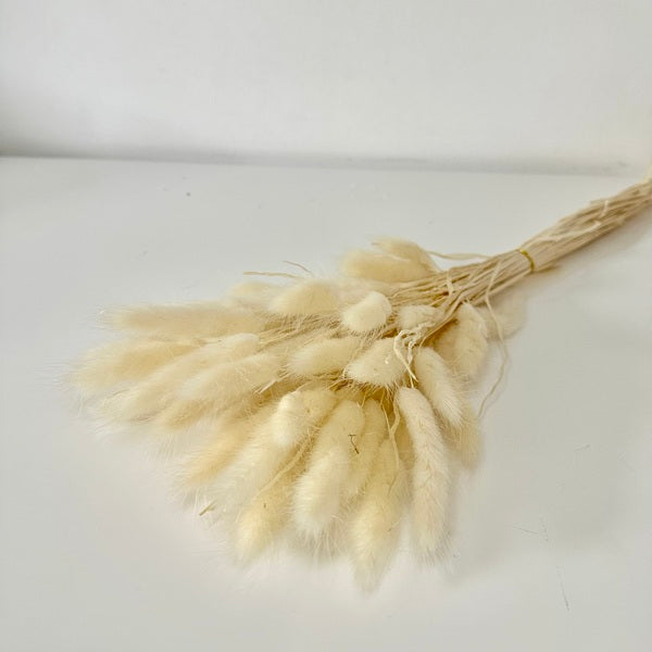 lagurus, lagurus séchée, bouquet de fleur séchée, botte de fleur séchée, Lagurus, Lagurus blanc, lagurus blanche, accessoires déco, accessoires décorations, home déco, home, deco intérieur, déco intérieur, lapin queue herbes, lapin queue fleurs,  bouquet de fleurs séchées lagurus, Les fleurs séchées lagurus naturel 