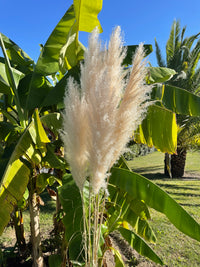 plume de pampas, plume pampa, plumes de pampas, plumes pampas, plumes, plumes blanches, plumes naturel, plume de pampas naturel, plumes de pampas blanche, plumes naturel, plume déco, plume maison