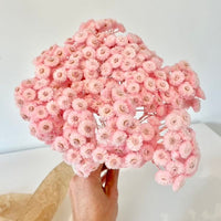 immortelle, immortelle jaune, fleurs immortelle, fleurs immortelle jaune, fleurs séchées, botte de séchées, bouquets de fleurs séchées, fleurs jaune, fleurs séchées jaune, fleurs immortelle jaune, immortelle jaune, immortelle rose, immortelle naturel, immortelle du var jaune, immortelle du var rose, immortelle du var naturel, fleurs choux fleurs, fleurs choux, fleurs séchées choux fleurs