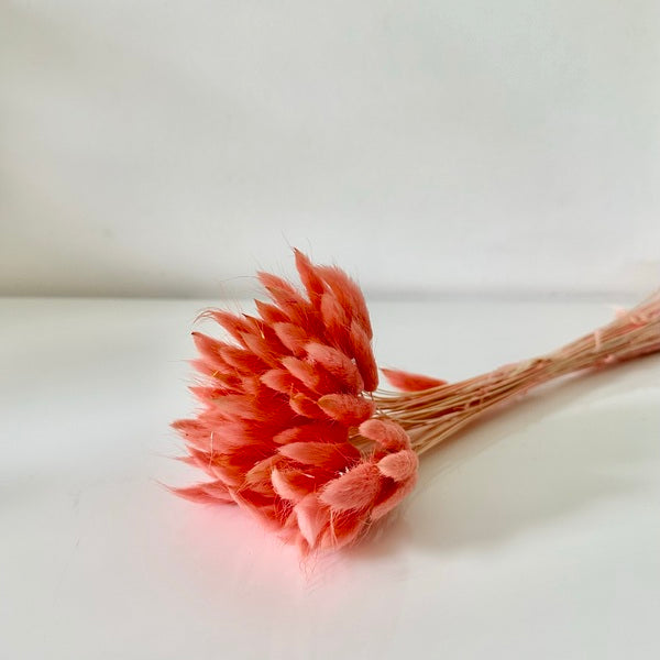 Fleurs Séchées Queue De Lapin – 120 Brins Lagurus Ovatus, 43 Cm, Pour Déco Mariage, Bouquets