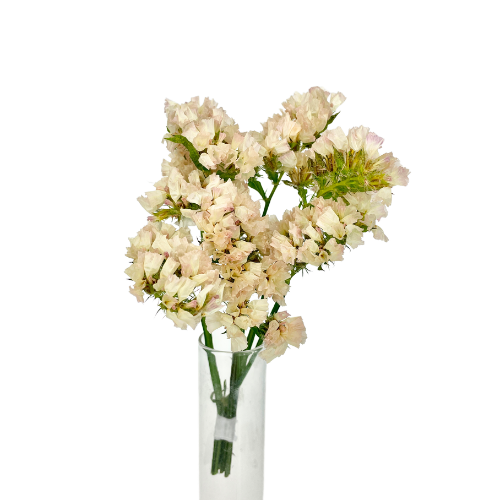 Statice crème abricot Mini Bouquet, Complément, Box DIY