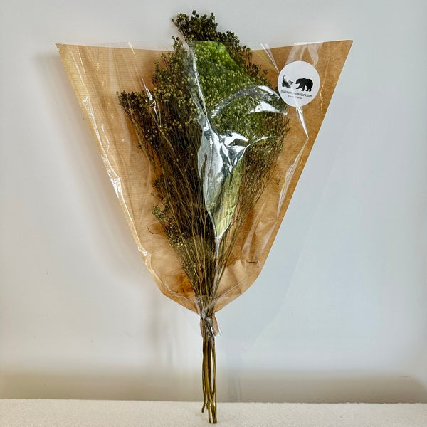 Broom bloom, broom bloom seeds, bouquet broom bloom, broom bloom blanc, brin broom bloom, fleurs séchées, bouquet de fleurs séchées, botte fleurs séchées, broom, bloom, broom bloom naturel, fleur de genet, fleurs de genets, broom bloom naturel, bouquet fleur de genet, bouquet fleur de genet séchée, bouquet fleur de genet naturelle, broom bloom vert, fleur de genet vert