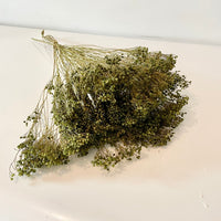 Broom bloom, broom bloom seeds, bouquet broom bloom, broom bloom blanc, brin broom bloom, fleurs séchées, bouquet de fleurs séchées, botte fleurs séchées, broom, bloom, broom bloom naturel, fleur de genet, fleurs de genets, broom bloom naturel, bouquet fleur de genet, bouquet fleur de genet séchée, bouquet fleur de genet naturelle, broom bloom vert, fleur de genet vert