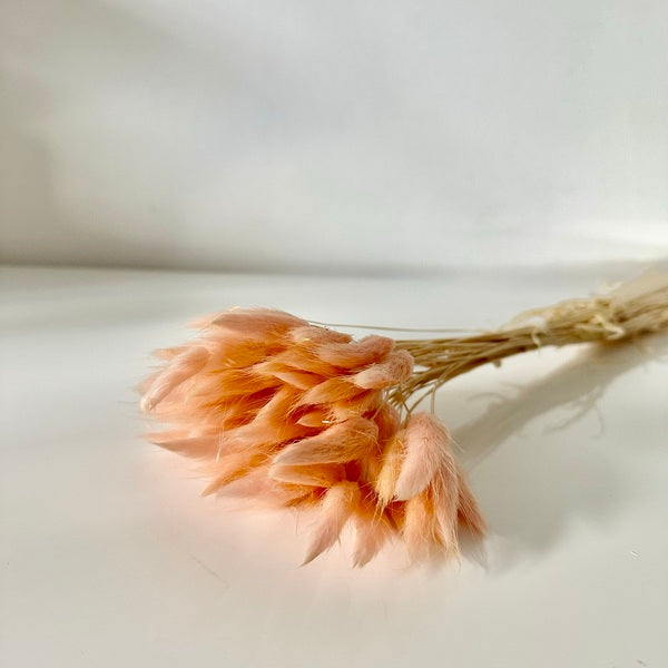 FLEURS SÉCHÉES, LAGURUS, DIY, Loisirs créatifs, à la Botte 12 couleurs