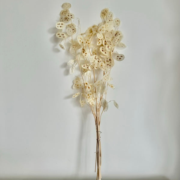 lunaria, lunaria annua, fleur du pape, la monnaie du pape séchées, monnaie du pape, couille du pape, fleurs séchées, bottes de fleurs séchées, botte fleur séchée, botte monnaie du pape, botte lunaria annua, fleur plate, fleurs plates, fleurs blanches, fleurs séchées blanches, la monnaie du pape fleur, lunaria annua blanche, monnaie du pape blanche