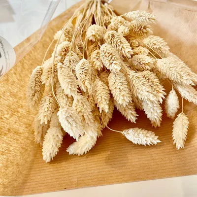 Phalaris, bouquet de phalaris, bottes fleurs séchées, fleurs séchées, DIY, fleurs naturels, phalaris, rose, phalaris, rose pale, phalaris naturel, phalaris orange, phalaris milka, phalaris violet, phalaris rouge, fleur séchée phalaris