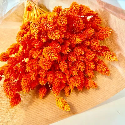 Phalaris, bouquet de phalaris, bottes fleurs séchées, fleurs séchées, DIY, fleurs naturels, phalaris, rose, phalaris, rose pale, phalaris naturel, phalaris orange, phalaris milka, phalaris violet, phalaris rouge, fleur séchée phalaris