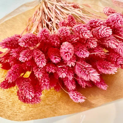 Phalaris, bouquet de phalaris, bottes fleurs séchées, fleurs séchées, DIY, fleurs naturels, phalaris, rose, phalaris, rose pale, phalaris naturel, phalaris orange, phalaris milka, phalaris violet, phalaris rouge, fleur séchée phalaris