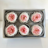 rose stabilisée, rose éternelle, rose stabilisée prix, rose stabilisée c'est quoi, rose stabilisée sur tige, rose stabilisée jardiland, rose stabilisée truffaut, tête de rose stabilisée, tête de roses stabilisées, rose anglaise, rose blanche et rose, rose stabilisée blanche et rose, rose éternelle blanche et rose